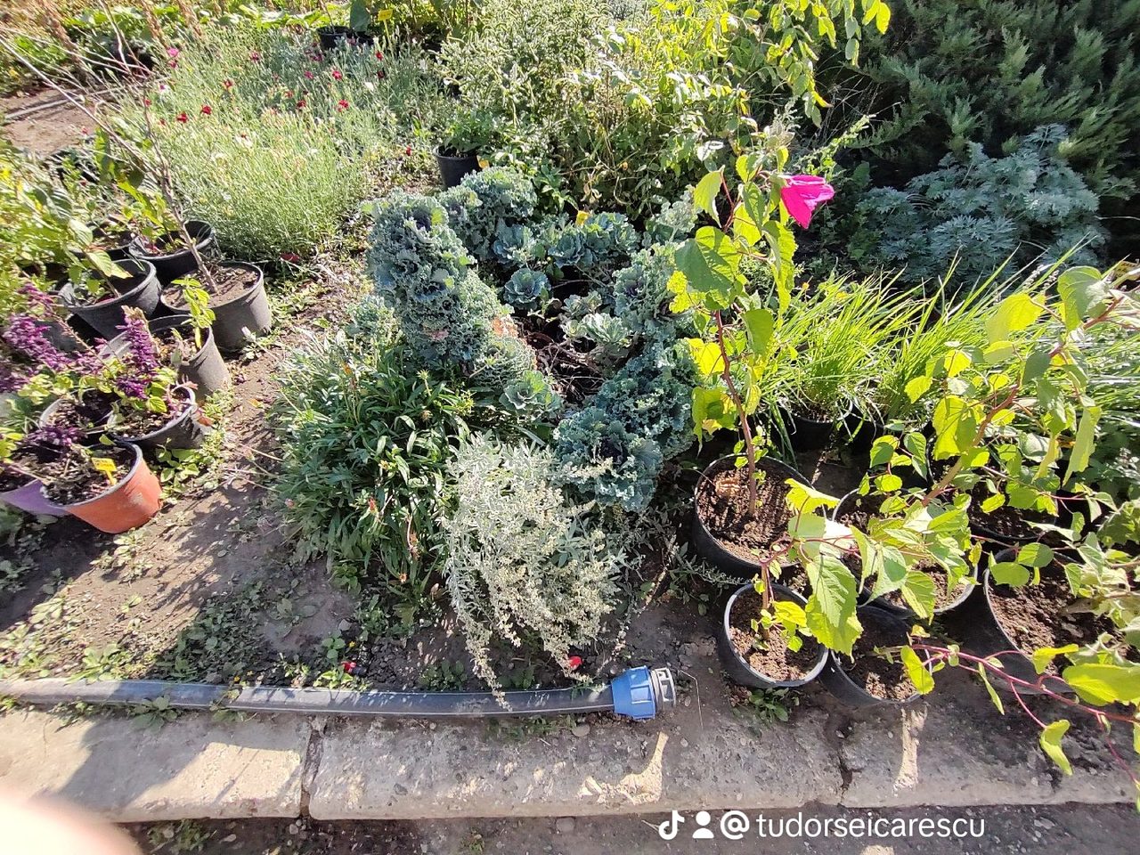 Curtea casei de pe strada Bicaz 8, cu gradina de legume si plante